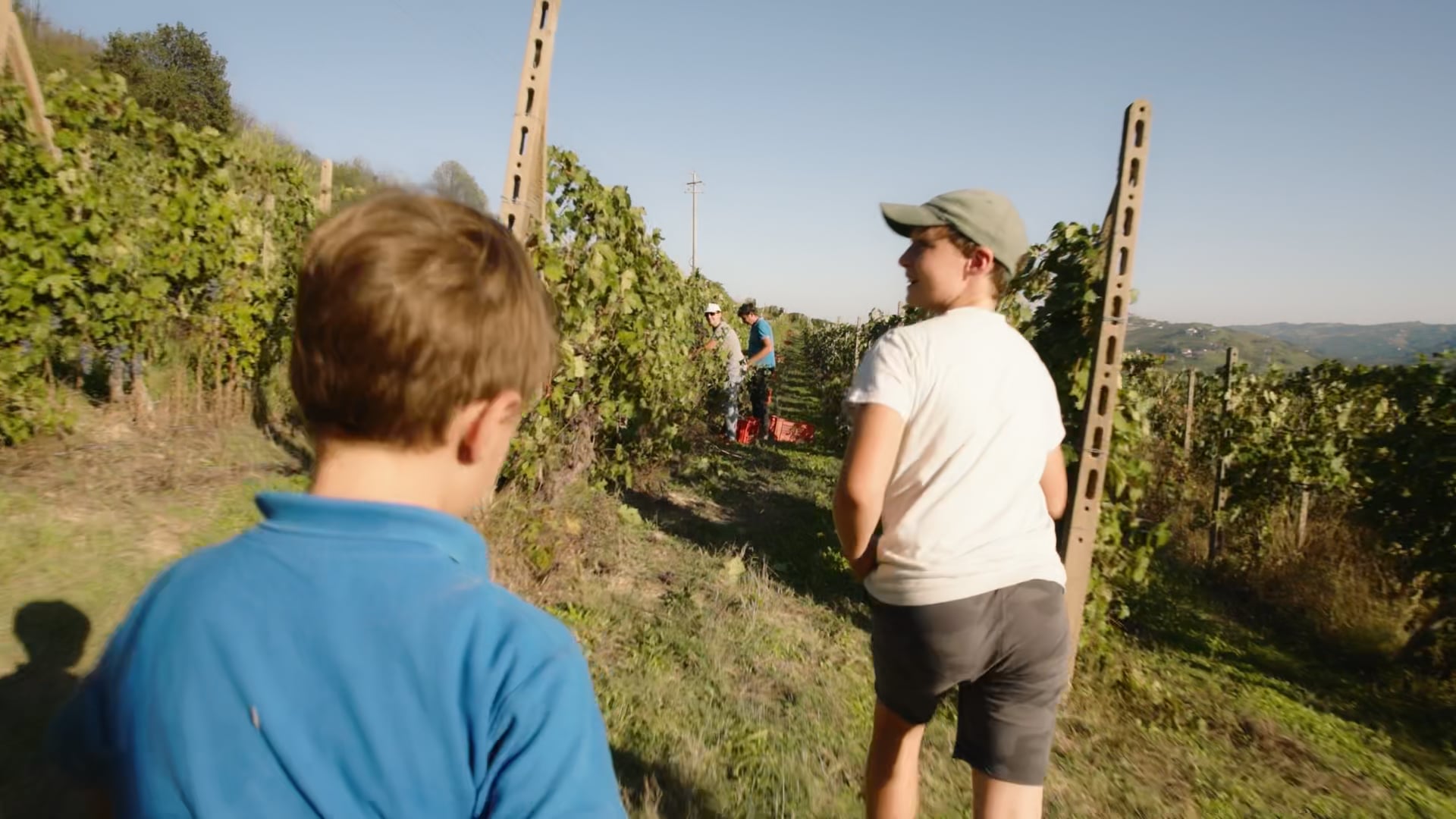Vendemmia | Uve di barbera