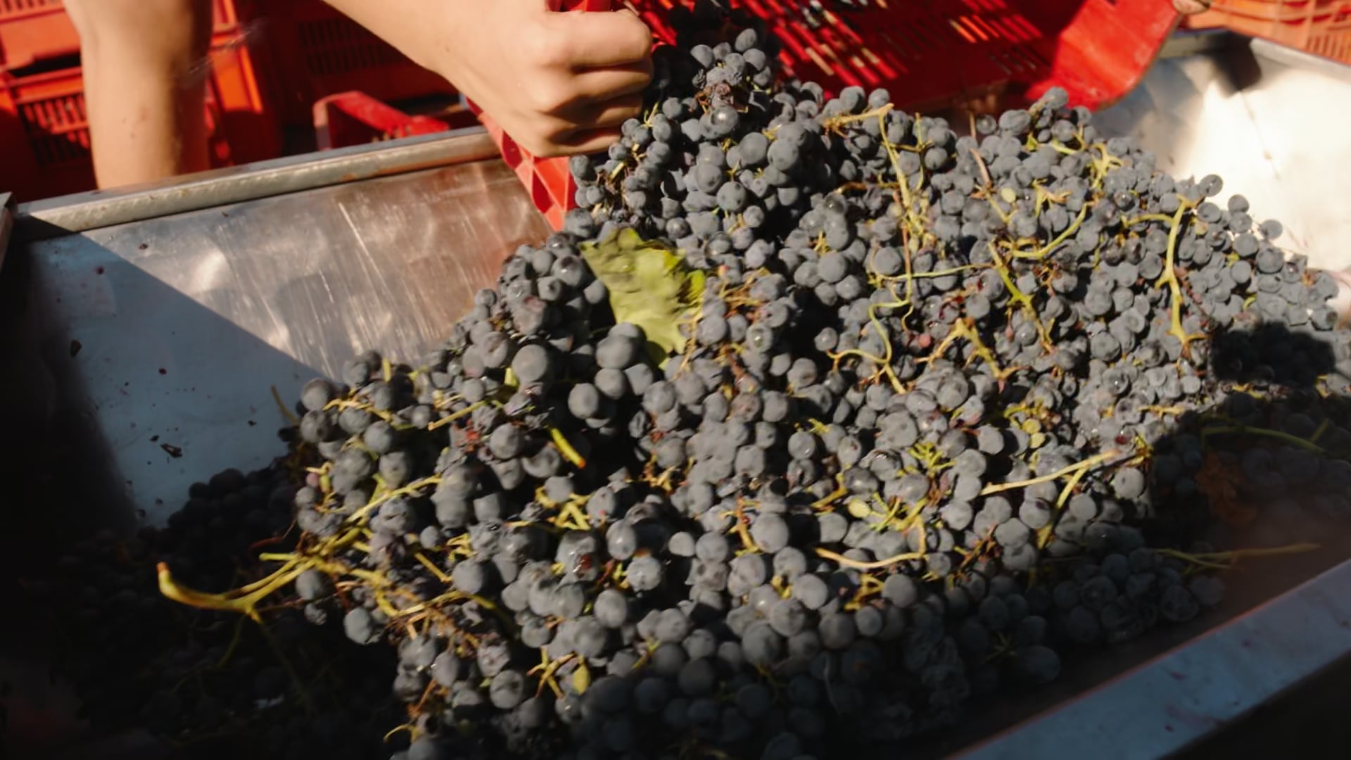 Vendemmia | Pigiatura uve di barbera