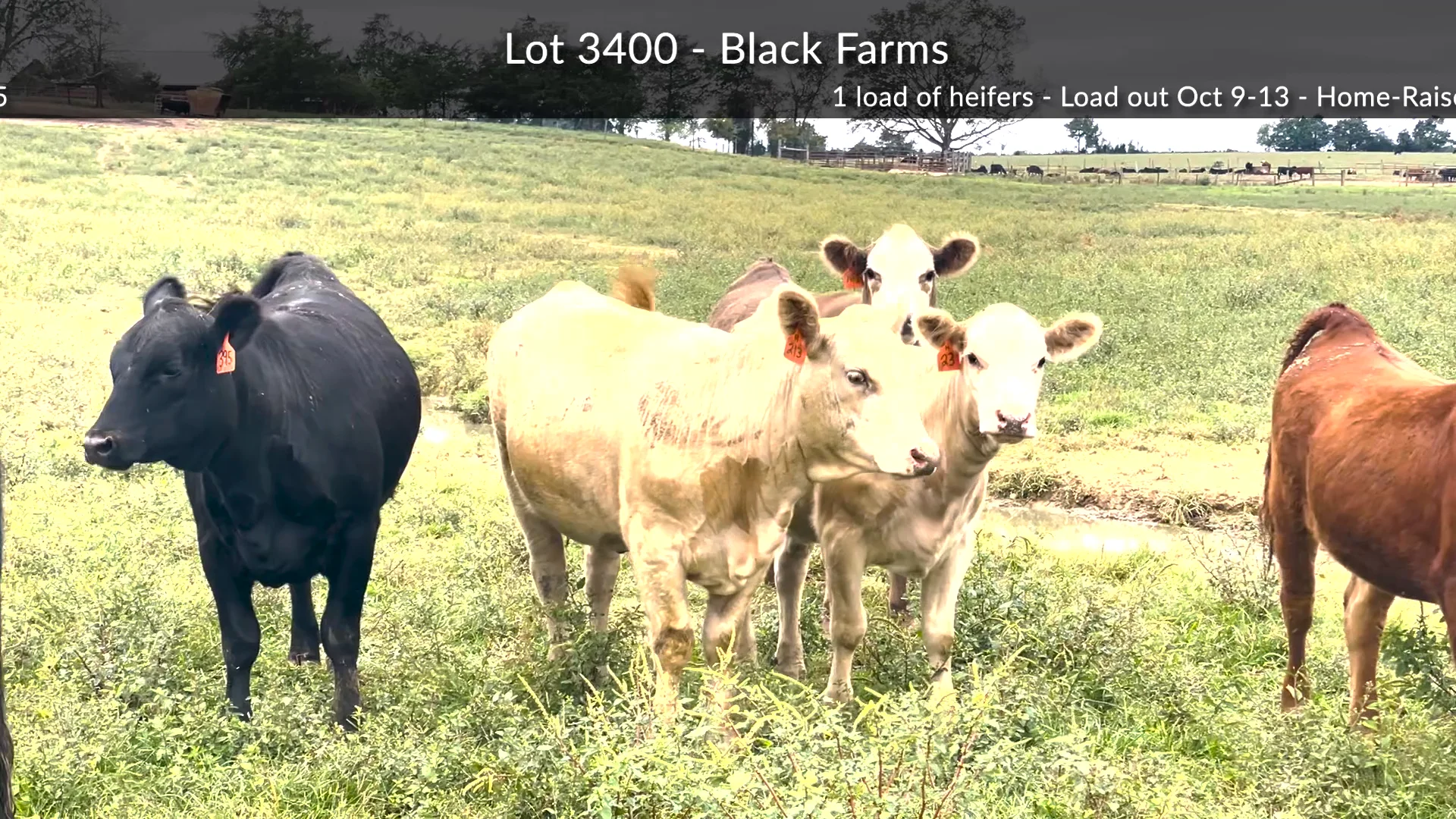 3400Black Farms on Vimeo