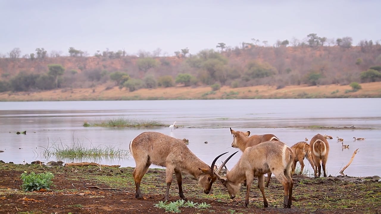 Waterbuck sparring
