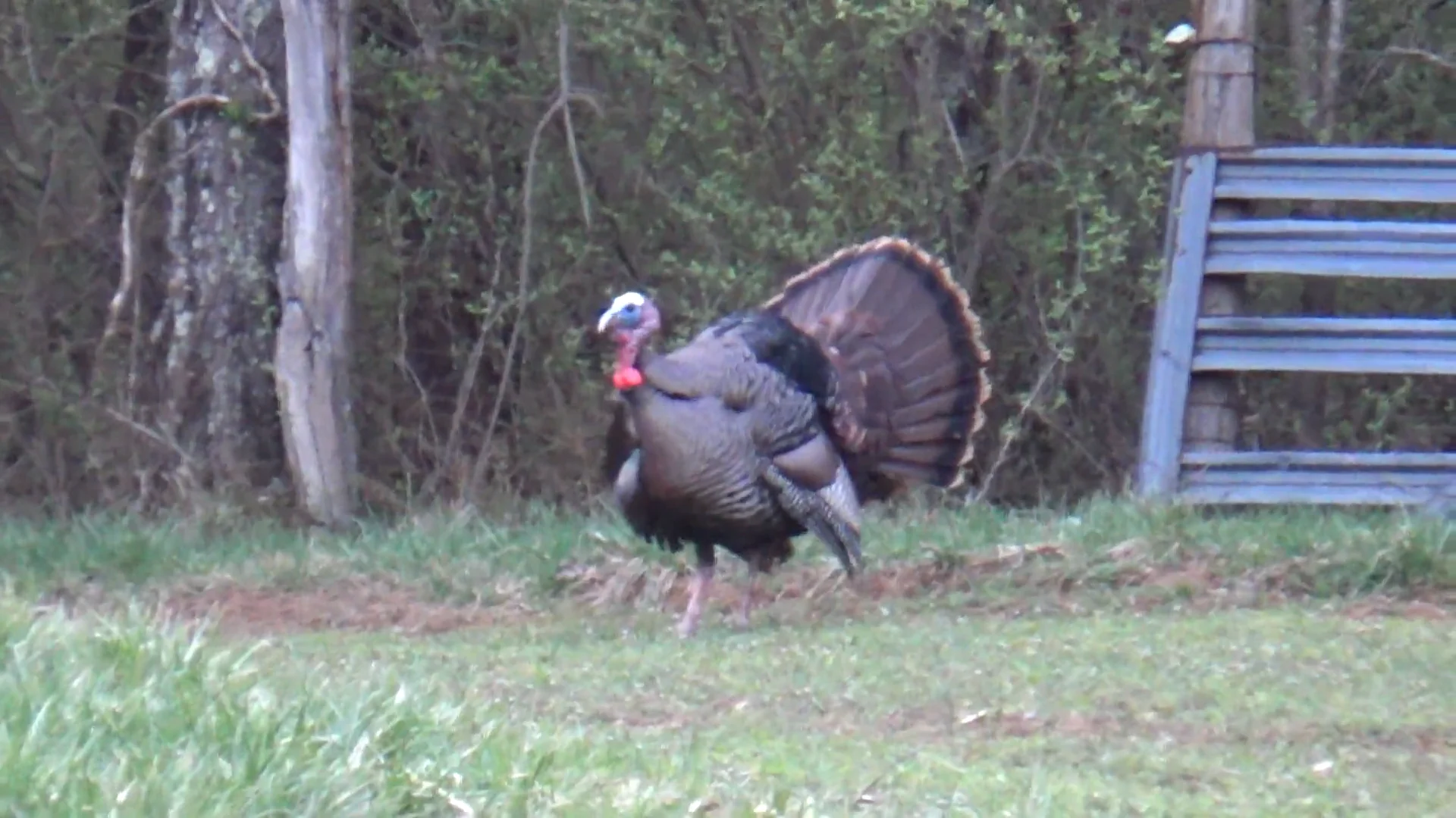Recent Episodes - Black Bear, Turkey, and Whitetail Deer Hunting in ...