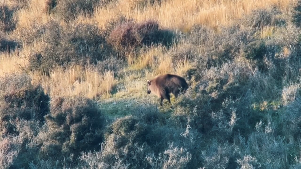 Lone Tahr Bull