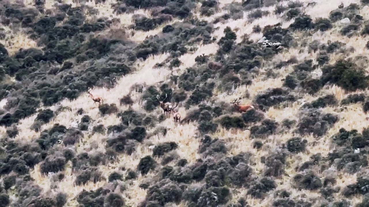 Red Deer Herd