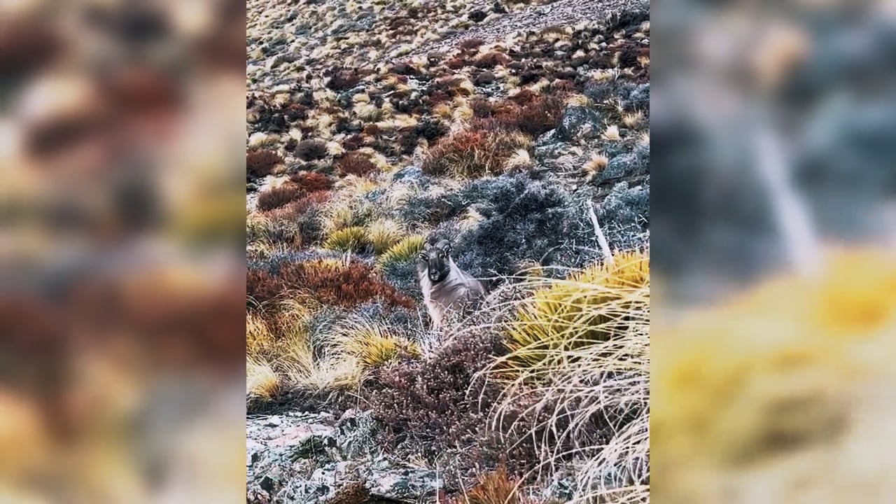 Tahr gets close