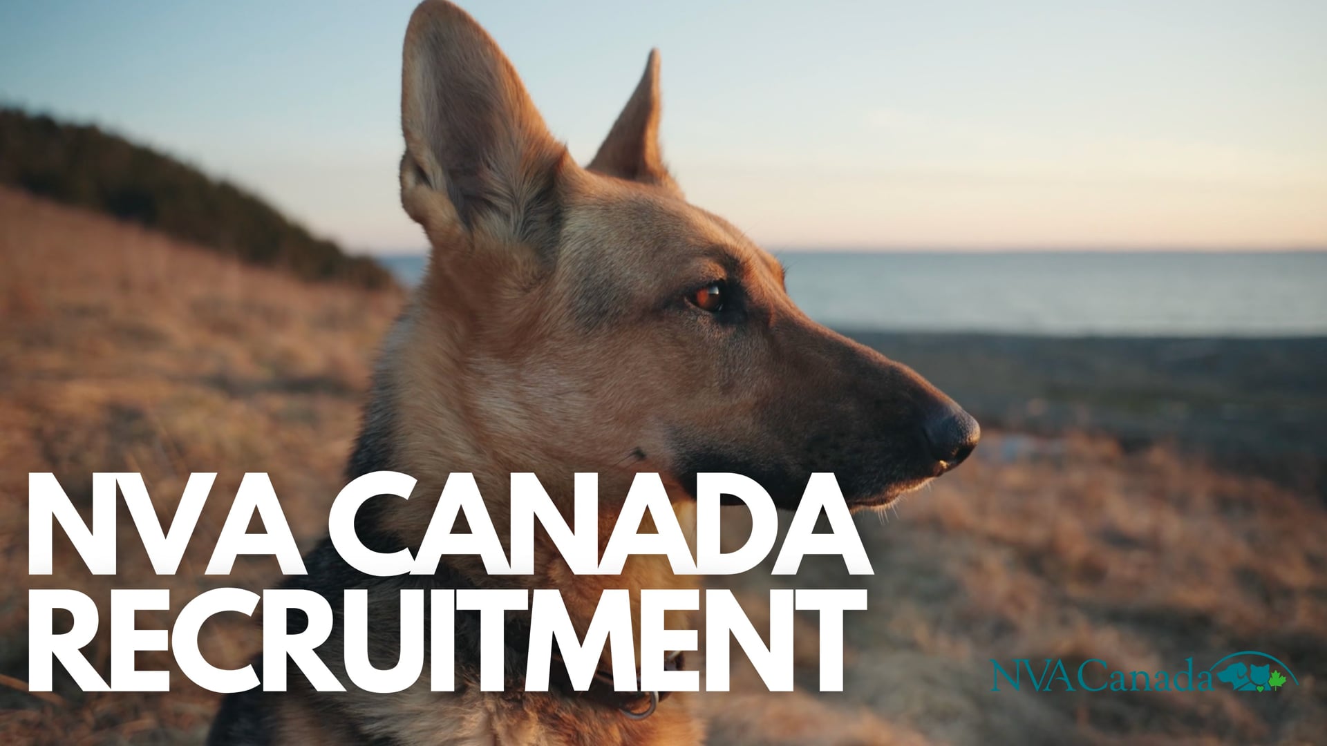 Carnegy Animal Hospital Staff Recruitment