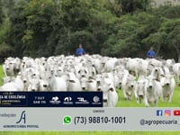 MAURÍCIO BARROS (coord. Nordeste Semex)