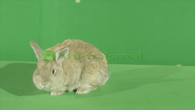 Orange_rabbit_sitting_green_screen_video_27_A060_C093_111927A on Vimeo