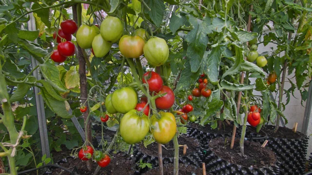 Air Pot/Right Pot 13x15 in air pots Perfect for Terrace Garden/Kitchen  Garden