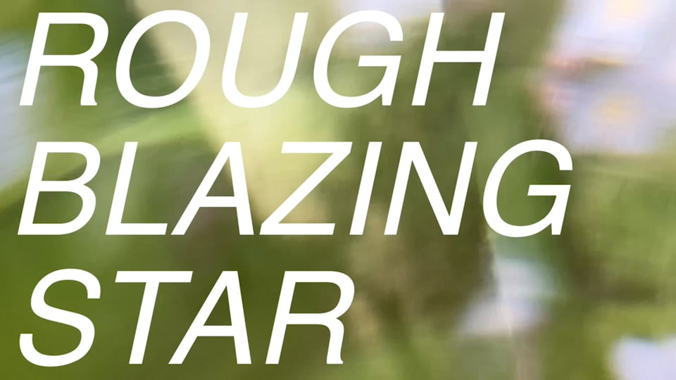 Rough Blazing Star