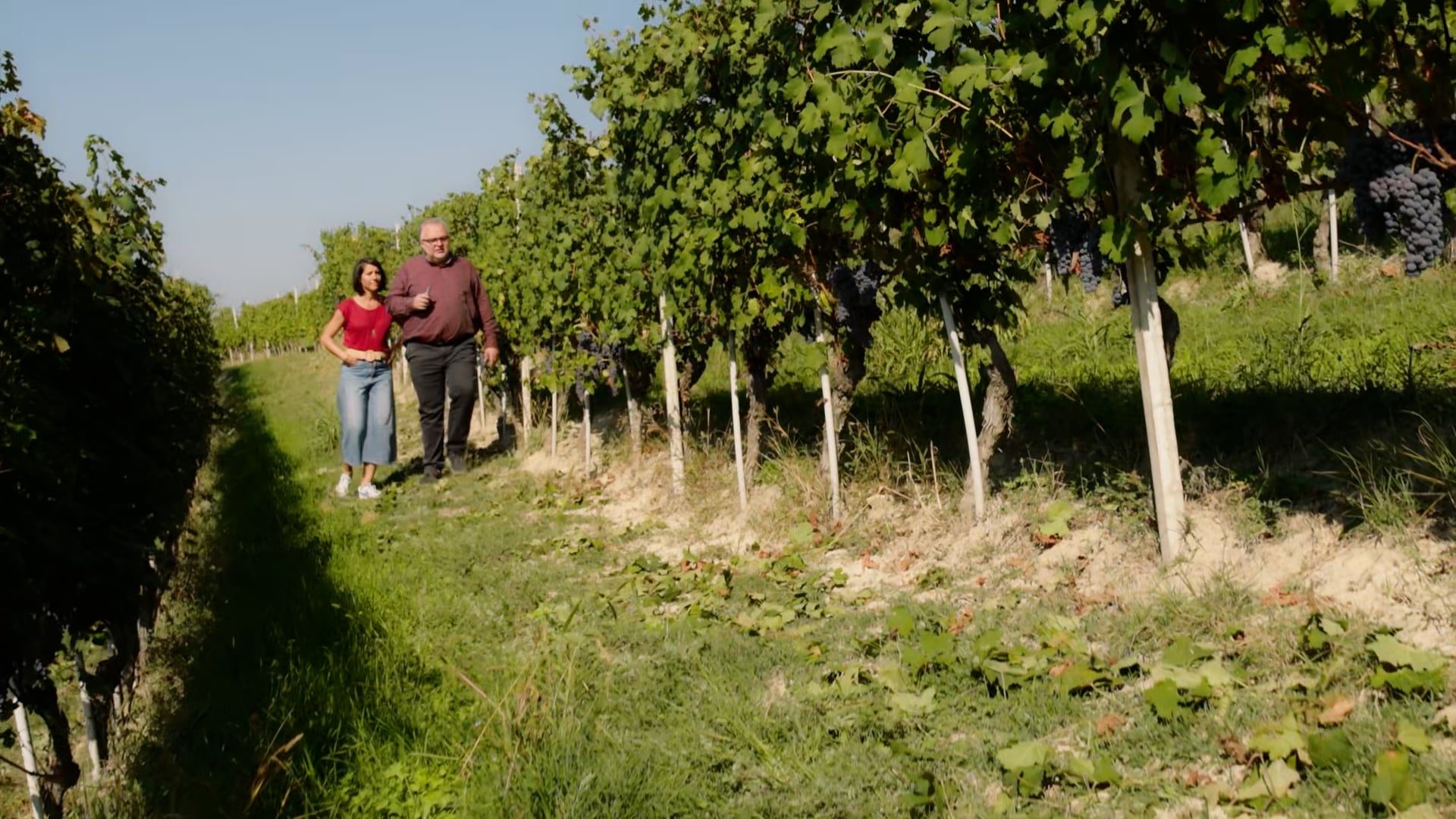 Controllo maturazione uve | Control of grape maturity