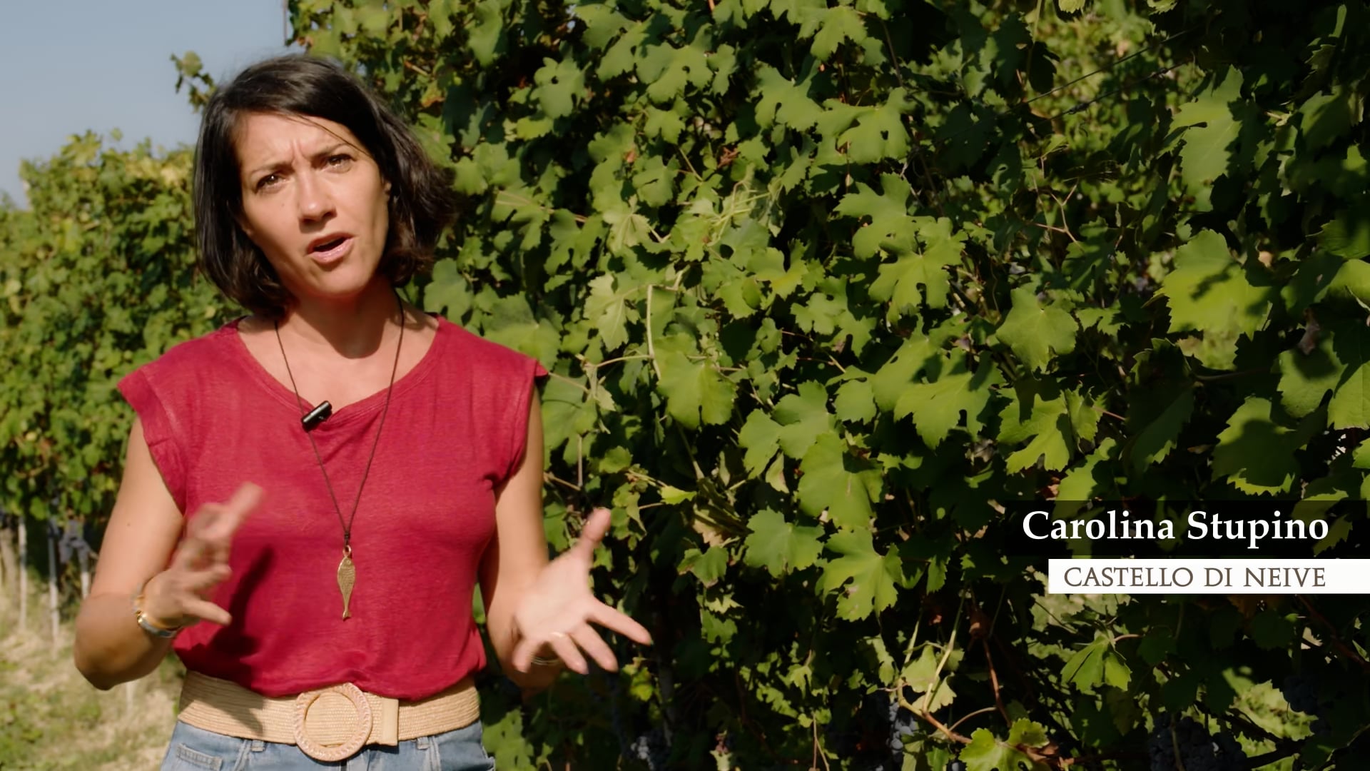 Vendemmia 2023 Harvest - Carolina Stupino