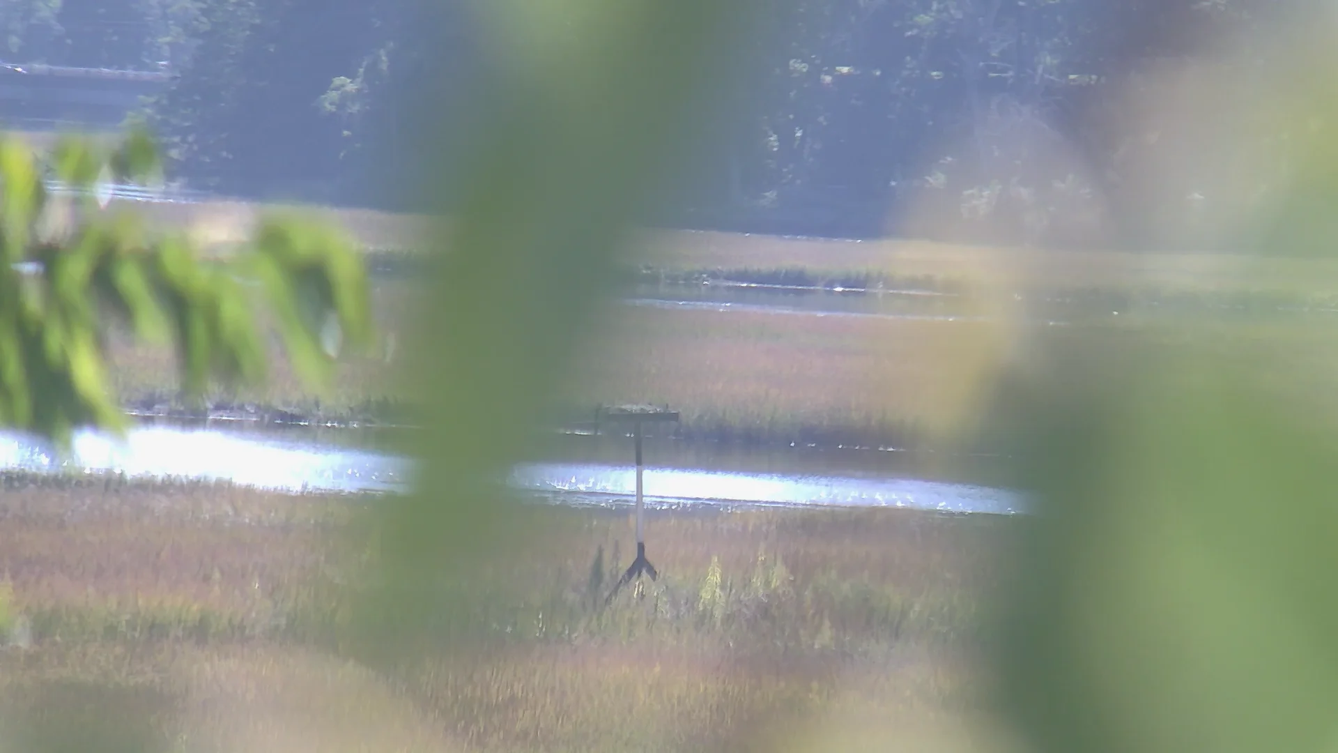 BPS Osprey Cam on Vimeo
