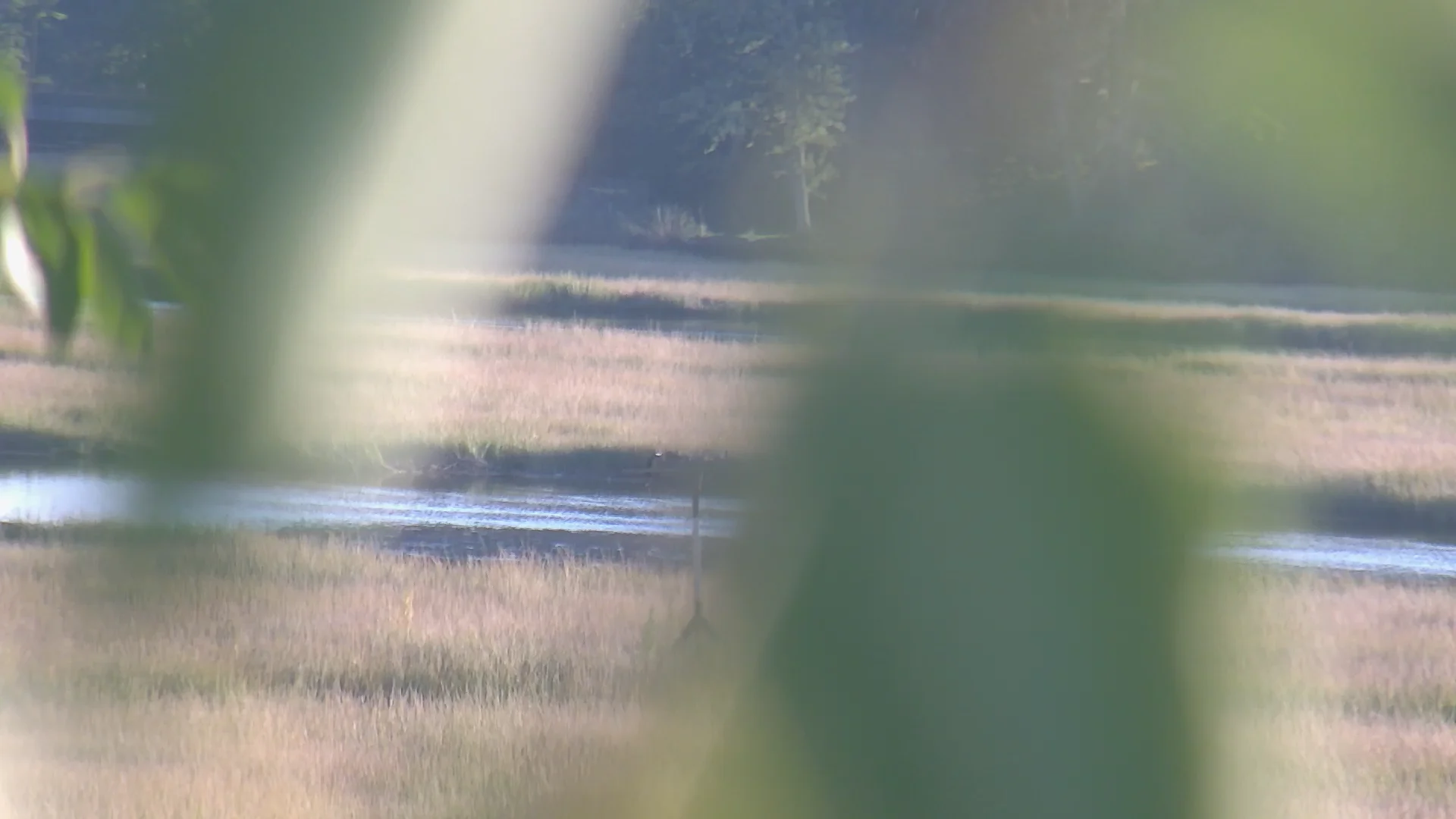 BPS Osprey Cam on Vimeo