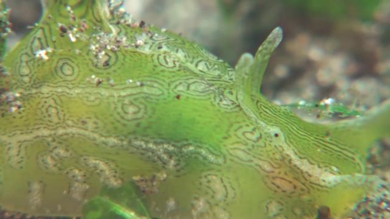 Geographic Sea Hare