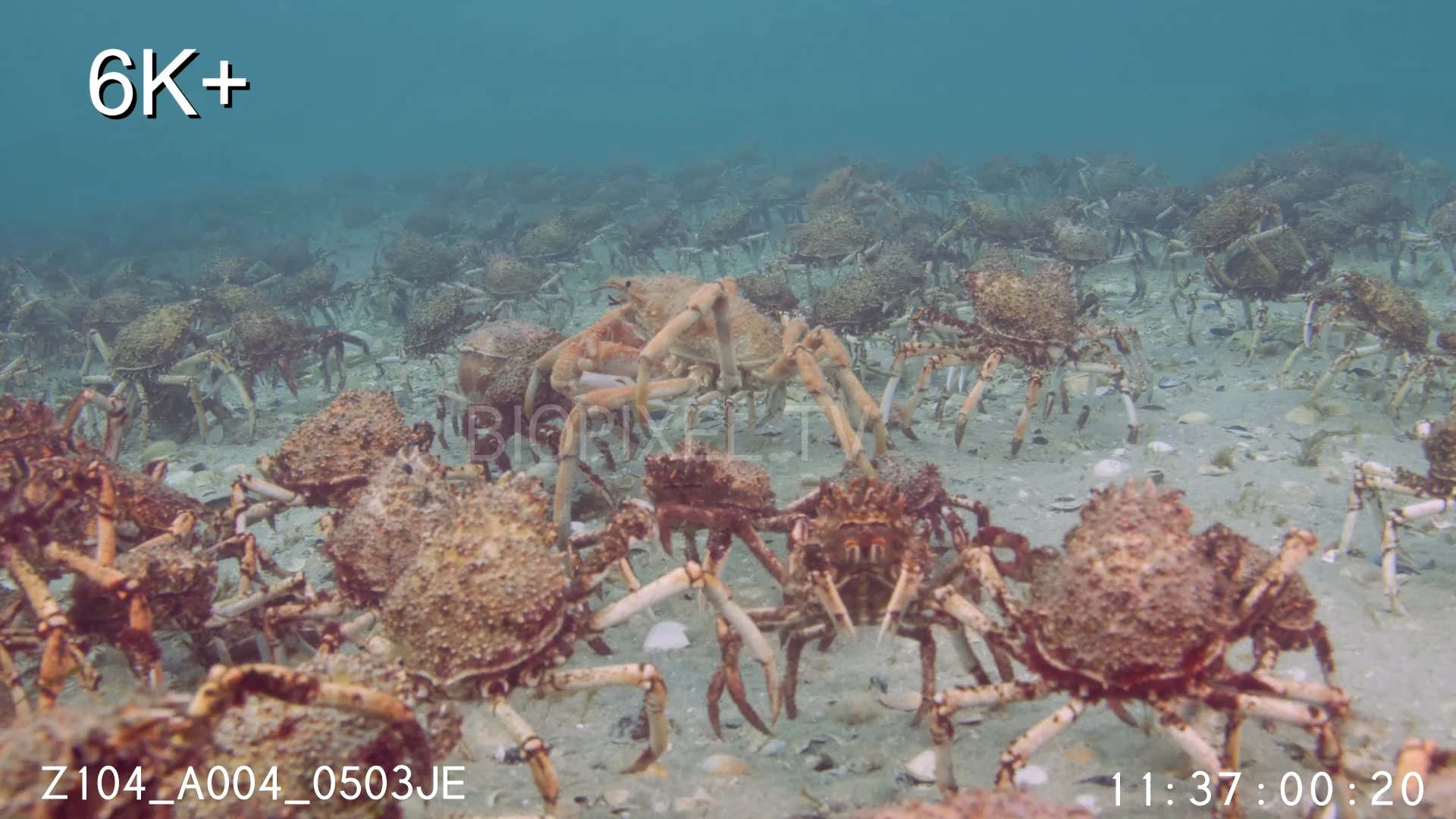 Crab Australian spider crab - Giant spider crab migration with large ...
