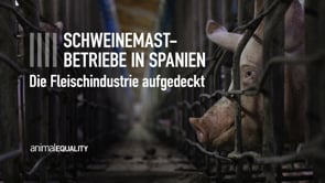 Recherche: Käfighaltung und Verstümmelung von Schweinen in Spanien