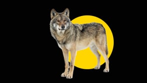 De wolf in beeld
