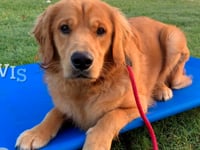 Golden Retriever - Elvis