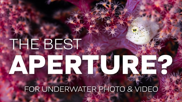 The Best Aperture For Underwater Photography & Videography