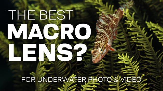 The Best Macro Lens For Underwater Photography & Videography