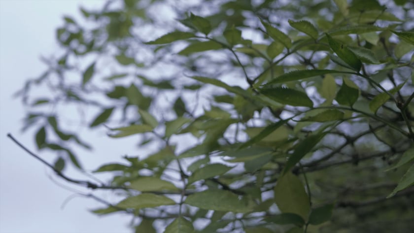 vimeo-video-thumbnail