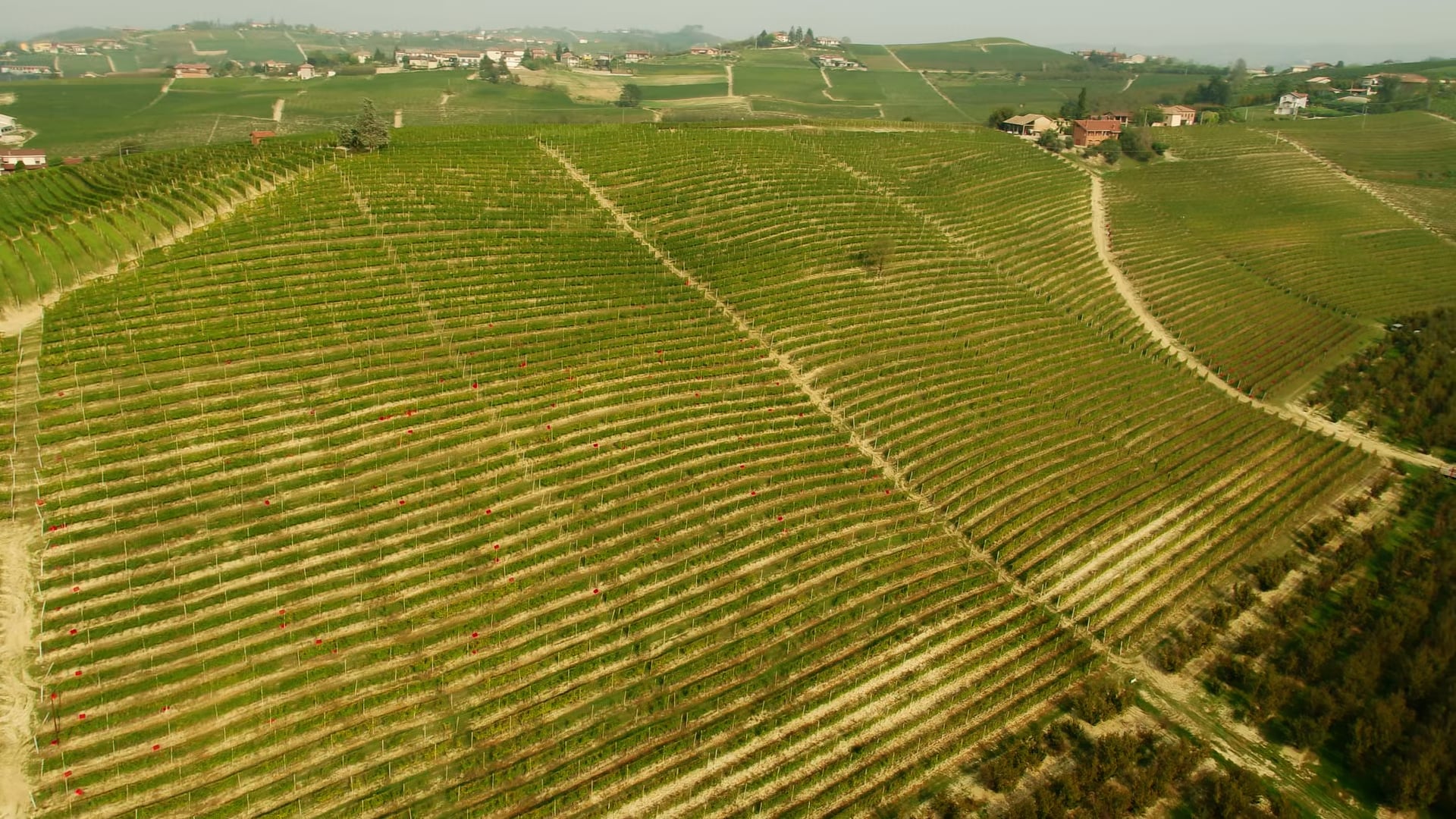 Vendemmia 2023 Vigna Santo Stefano - Vista drone | Harvest - Drone view