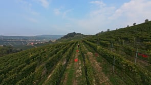 La vendemmia 2023 