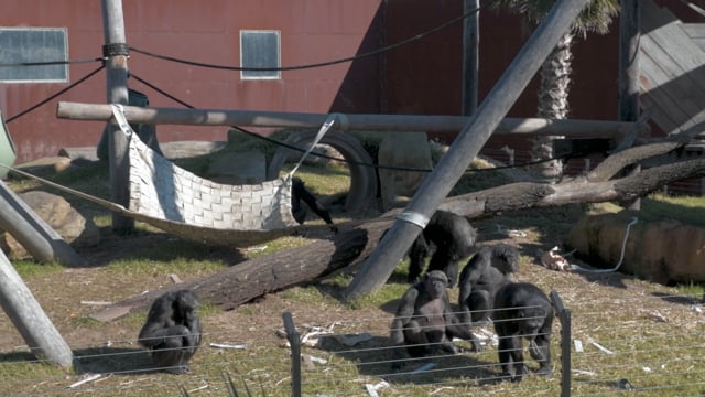 Reggio Emilia Early Learning Centre Parramatta CBD video thumbnail 11
