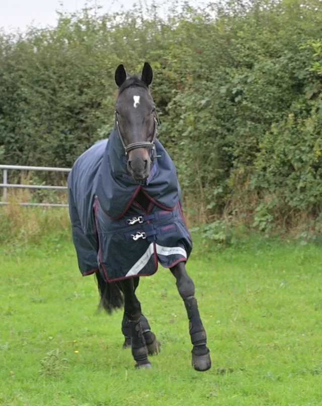 Premier Equine Mud Fever Turnout Boots - Sprucewood Tack