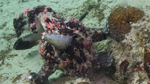 0429_Giant frogfish feeding