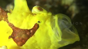 0503_Yellow warty frogfish opening mouth