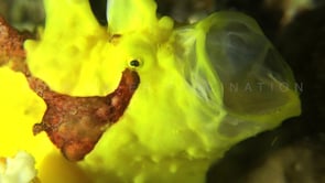 0504_Warty frogfish stretching mouth in slow motion
