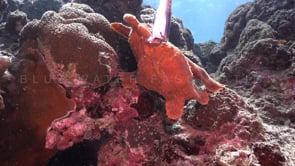 0506_Orange giant frogfish feeding on a sardine