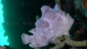 1002_White frogfish sitting on finger coral