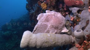 1003_White frogfish sitting on grey sponge