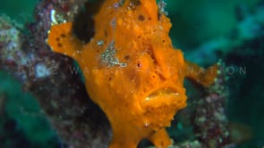 1004_Orange frogfish zoom out