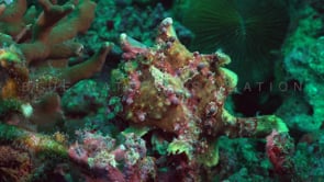1007_Green warty frogfish turning