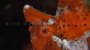 1012_red warty frogfish close up at night