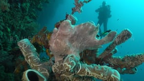 1014_white giant frogfish on sponge and diver