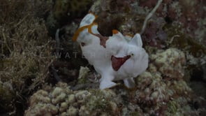 1020_clown frogfish moving over coral reef
