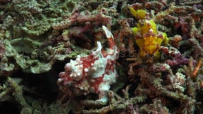 1022_two warty frogfish on coral rubble
