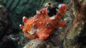 1047_spotted orange frogfish full body