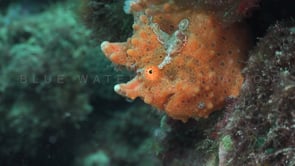 1045_orange spotted frogfish