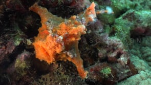1046_spotted orange frogfish holding on reef