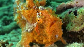 1048_orange spotted frogfish front