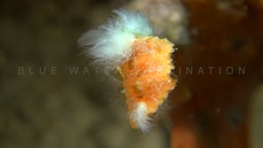 1049_spotted orange frogfish tail