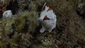 1051_clown frogfish sea grass