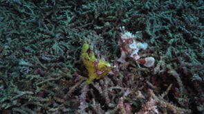 1054_two warty frogfish mating top view