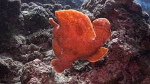 1024_orange frogfish swimming