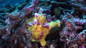 1026_yellow warty frogfish close up